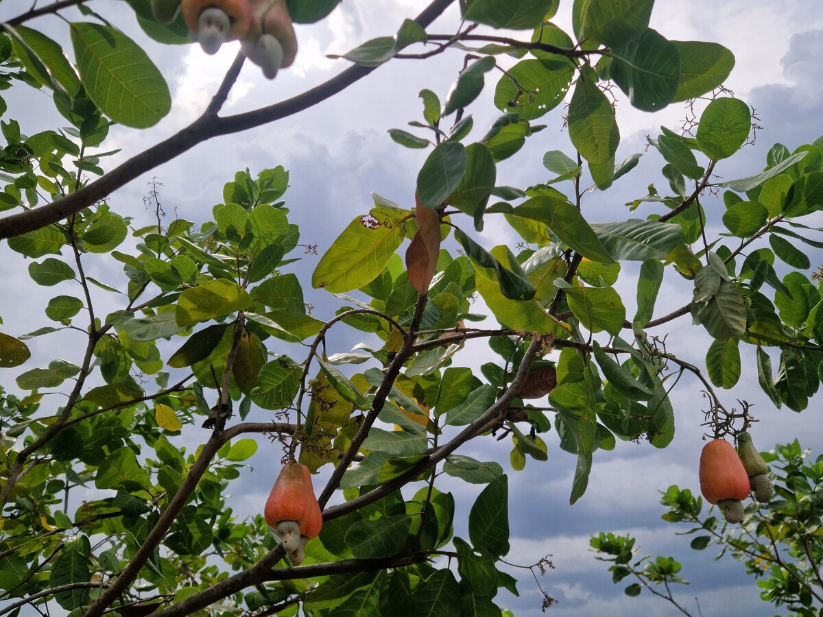 Cashewbaum mit reifen Früchten in Togo