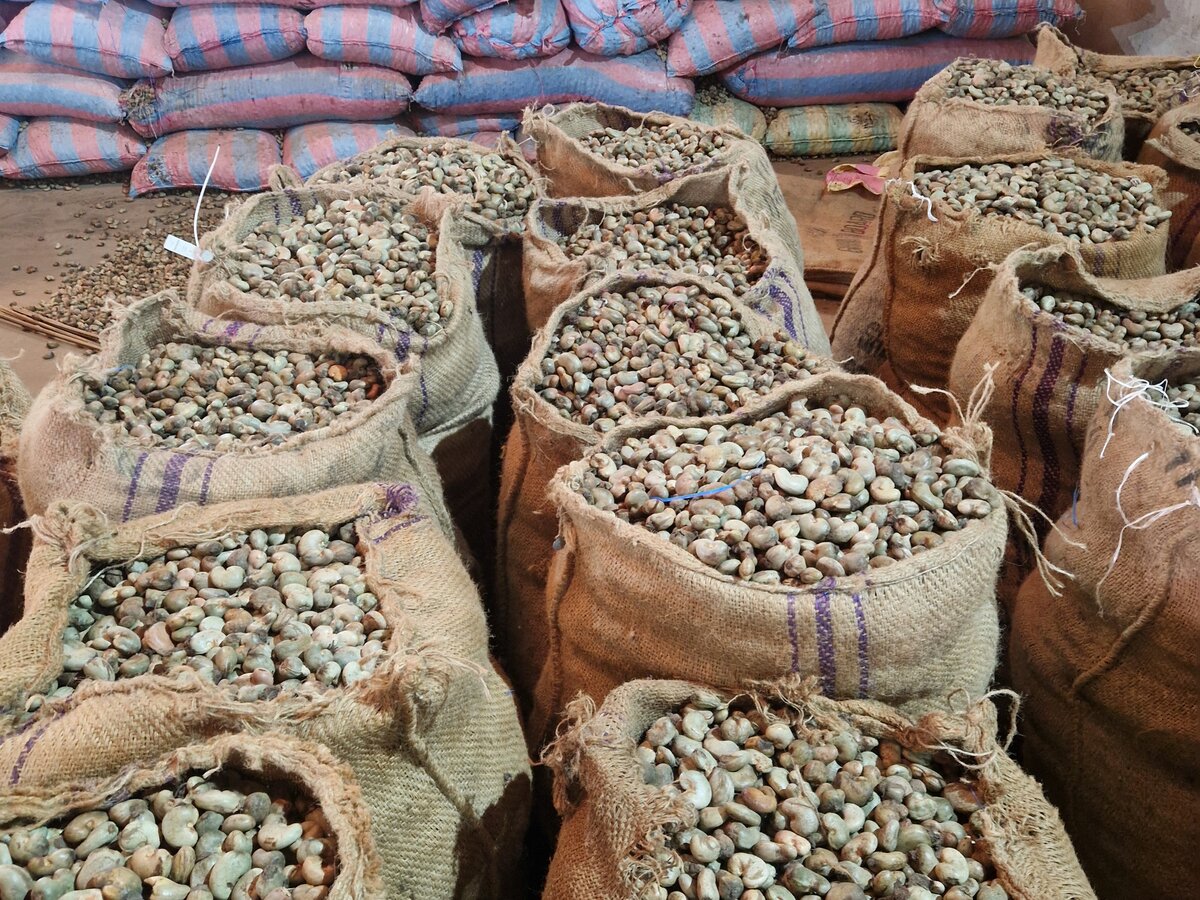 Rohe Cashewnüsse in Jutesäcken im Lager