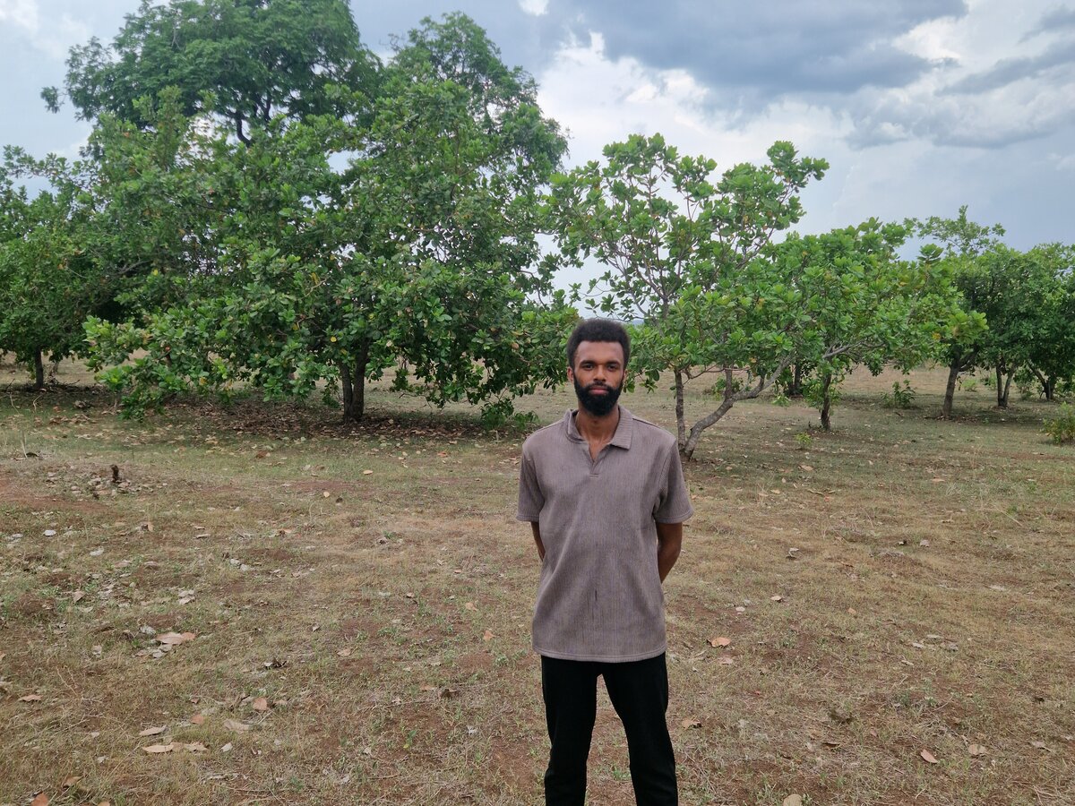 Cashewbäume in Zentral-Togo